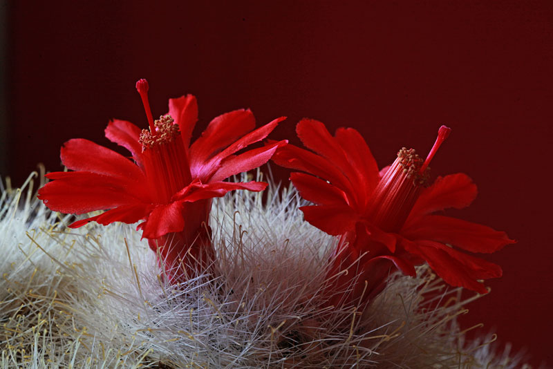 Mammillaria senilis